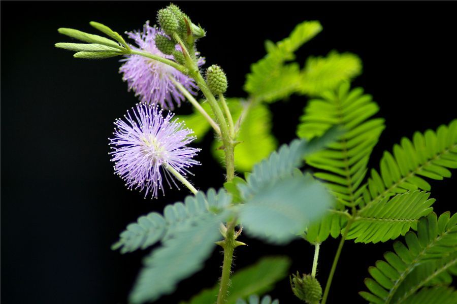网购的植物好看又好养活的有哪些,网上买什么植物好看好养