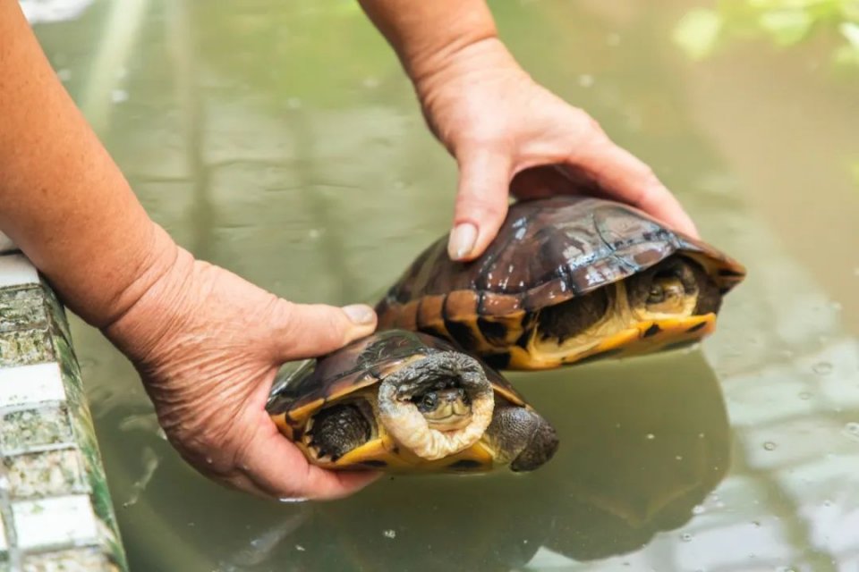 盘点广东人的夏日消暑神器,消暑必备神器凉粉