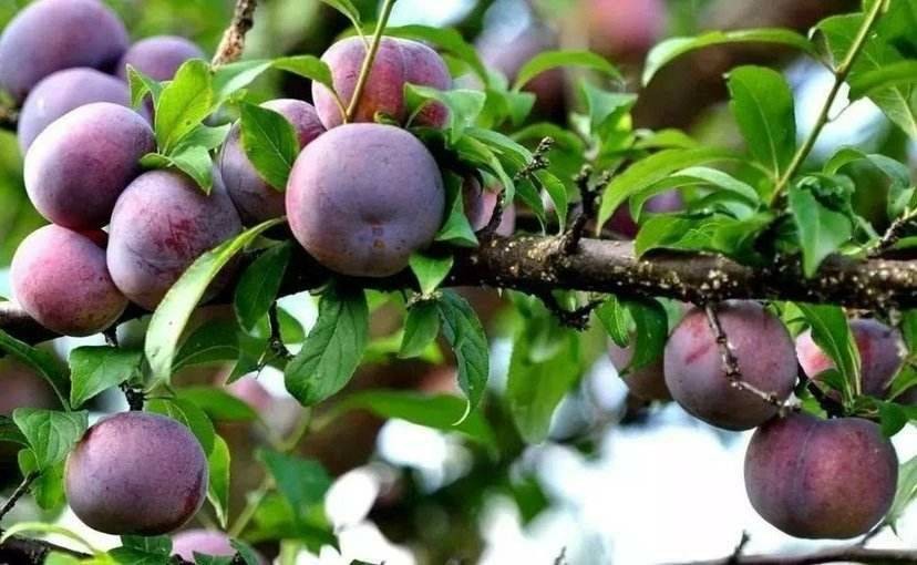 李子白粉病和灰霉病区别,李子出现褐腐病怎么办