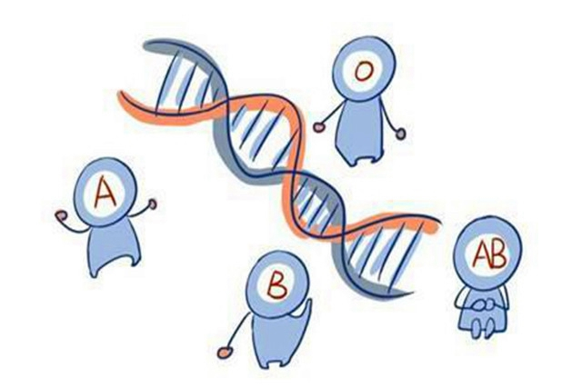 什么血型和什么血型生出孩子聪明,爸爸o血型妈妈a血型孩子聪明吗