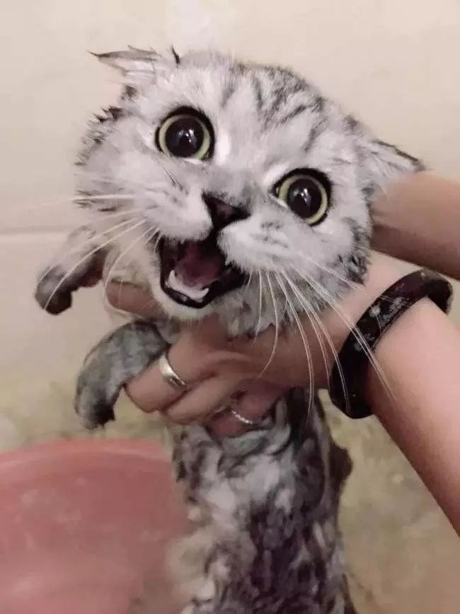 在家冬季给猫咪洗澡要注意什么,北方冬天猫咪洗澡