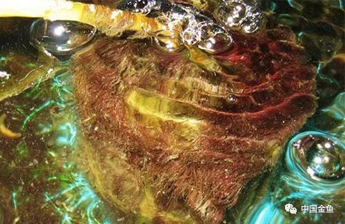 鍏婚噾楸兼按鑽夐暱寰楀揩,钃濈櫧鐖嗚椈鐏吇閲戦奔