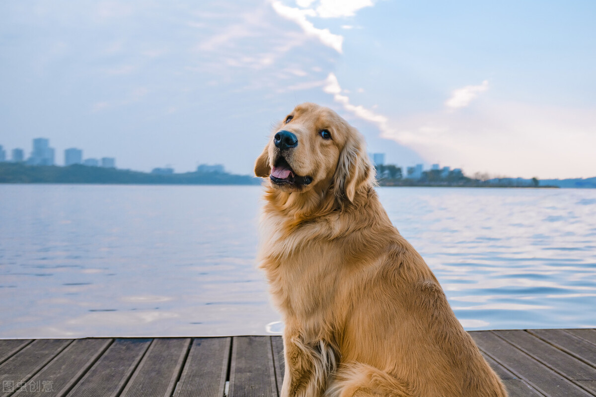 金毛拉血是什么情况,金毛尿液带血怎么回事