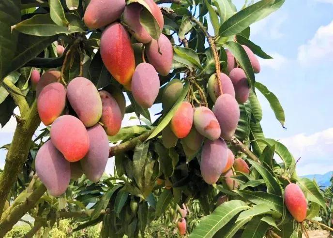 六月吃哪三种水果,5月多吃这些水果营养又健康