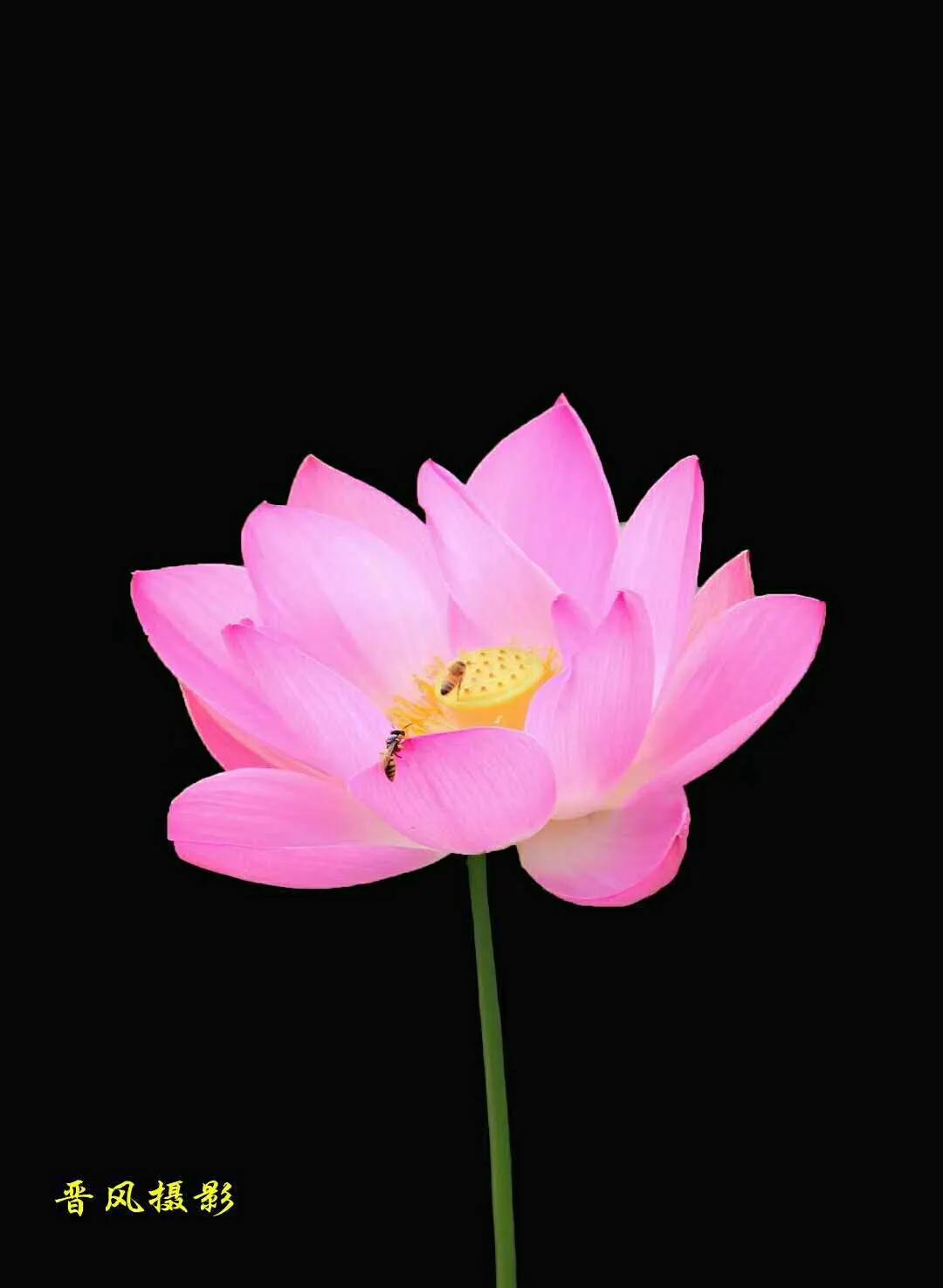 小楼听雨诗刊写女同学的诗,小楼听雨诗刊