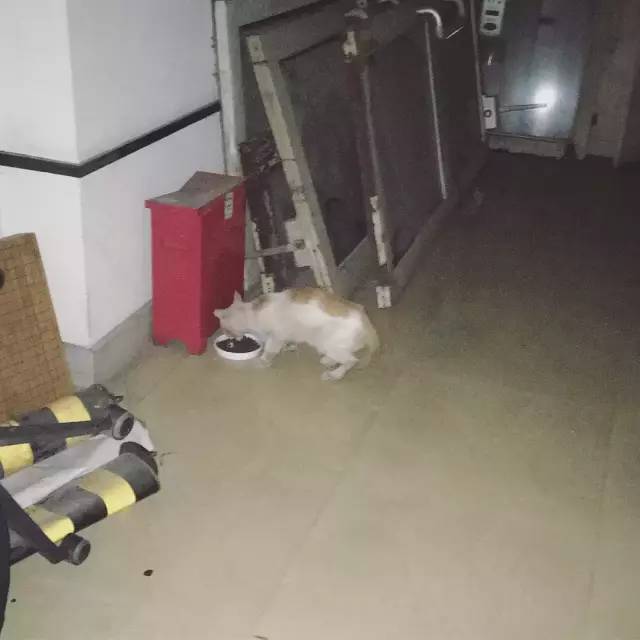 她救下一只得皮肤病脾气巨差的猫咪，花了两个月变身软萌美喵