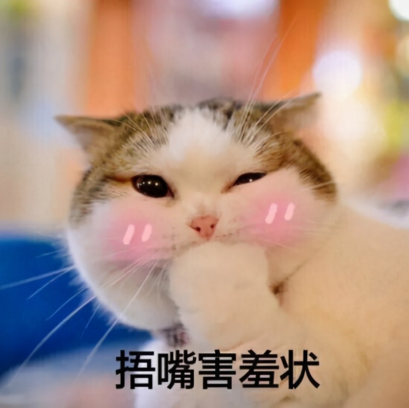 养一只蓝白猫一个月多少钱,养一只猫一年大概要多少开销