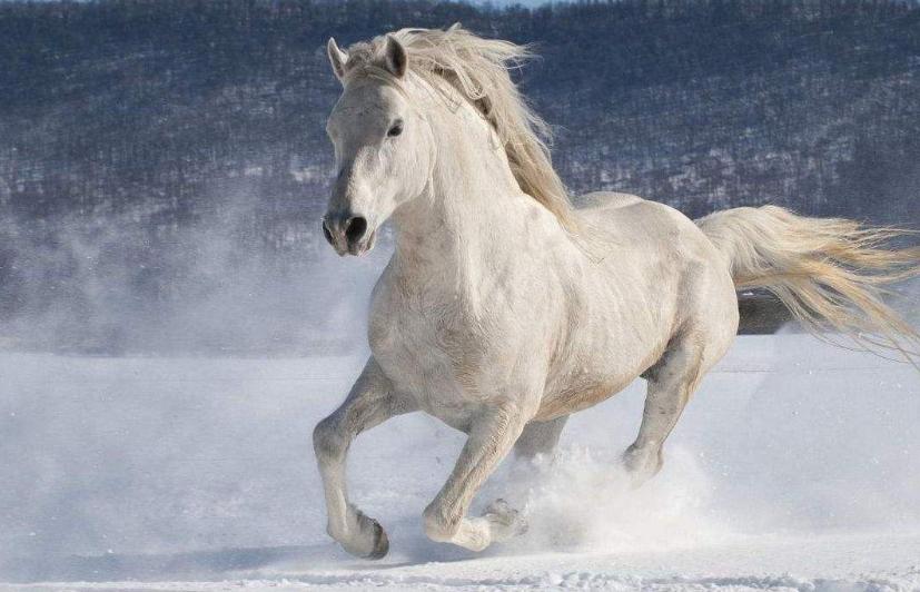 何当金络脑快走踏清秋李贺完整版,诗词大会点评李贺