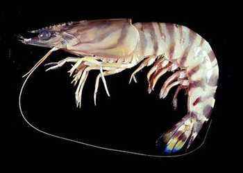 “压”不死的深海动物，它们为什么会在深海游刃有余的生活？