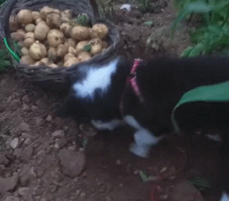 农村土狗是如何看家的,土狗农村人的看家能手