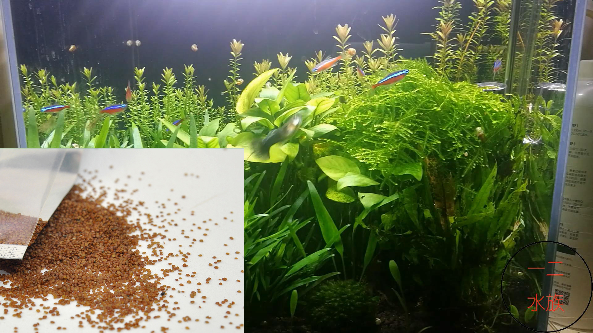 水草种子是海藻么,水草种子都是假的吗