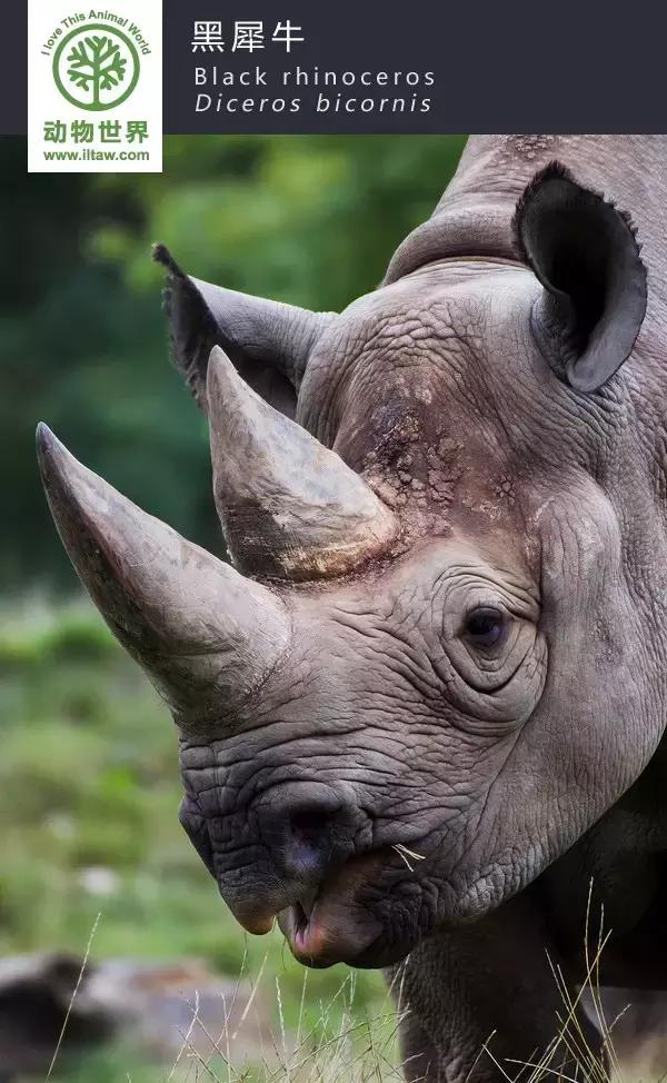 犀牛是否是牛科动物,动物大百科介绍之犀牛