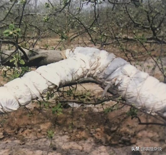 苹果干腐病怎样治疗,苹果干腐病怎么治疗