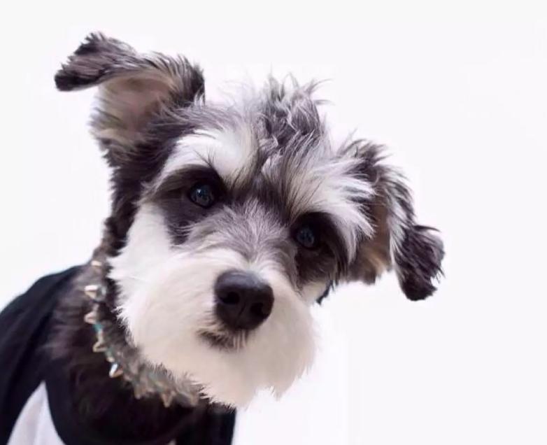 雪纳瑞吃什么牌子狗粮好,雪纳瑞吃什么牌子的狗粮比较好