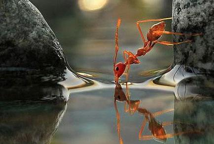 蚂蚁搬家的经过,蚂蚁过河用的什么办法