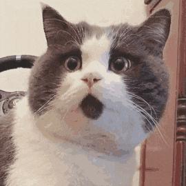 新手养猫指南：想要挑选性格温顺的猫咪，这些关键点一定要看看