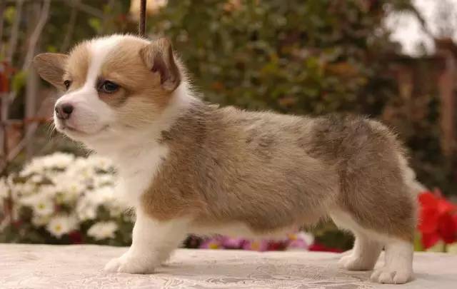 狗狗突然在房间乱拉乱尿怎么回事,怎样训练狗狗不在家乱拉乱尿