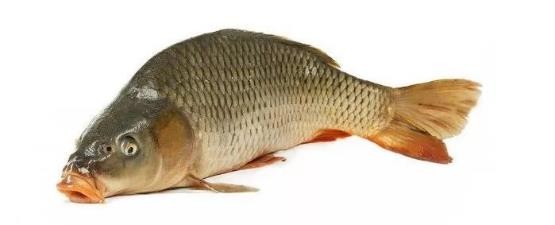 路亚鱼种类大全,长江鱼种类大全图片