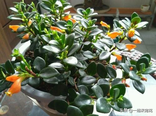 金鱼吊兰落叶头枯萎如何挽救,金鱼吊兰根系深不深怎么看