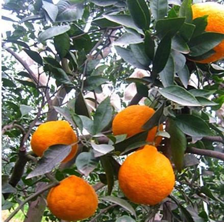 丑橘的食用方法,如何做到丑橘里是沙糖桔