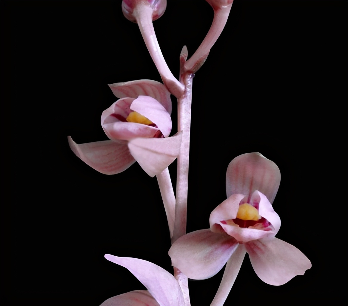 荷瓣最好的兰花品种排行,荷瓣兰花性价比最高的品种