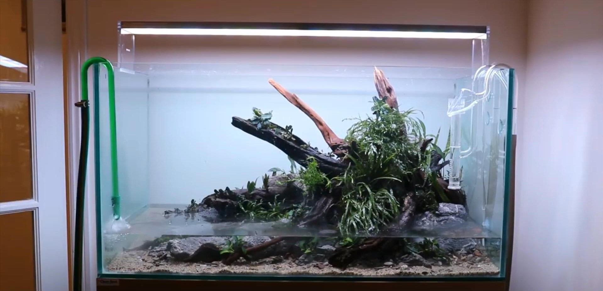 沉木草缸入门造景,50厘米草缸入门造景