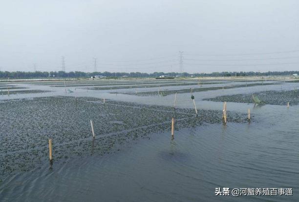 河蟹养殖常见问题及对策,河蟹养殖如何清除龙虾