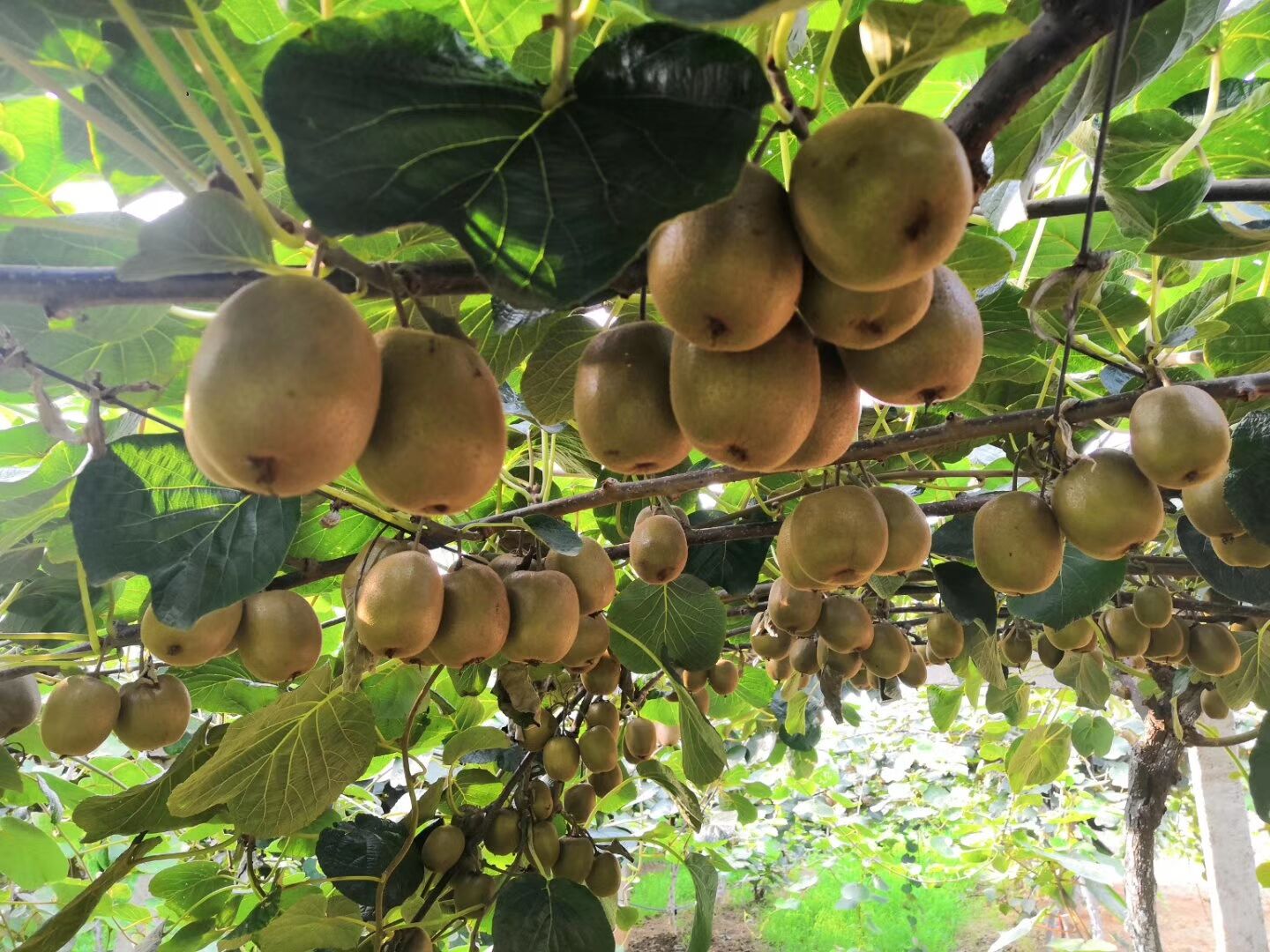 一斤猕猴桃的利润,杨凌猕猴桃