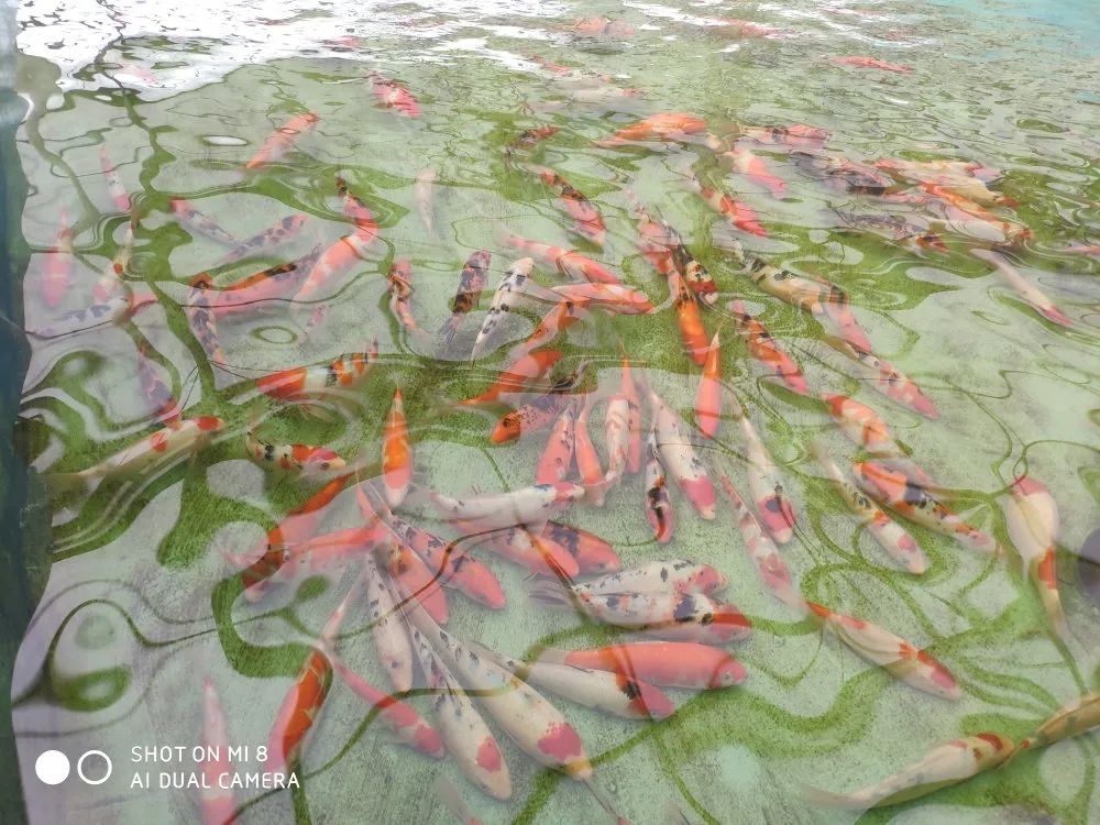 爱鲤观赏鱼,爱鲤是什么意思