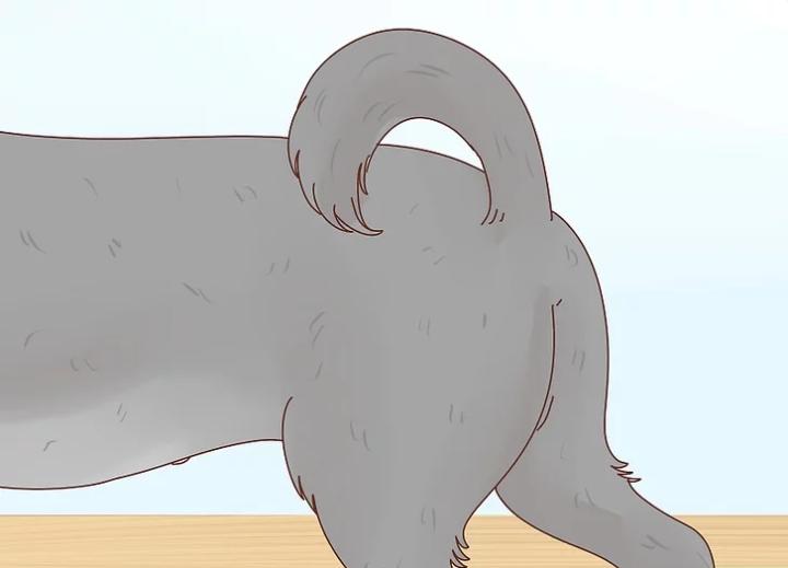 狗狗界的“破冰文化”，如何判断狗狗是否发情？