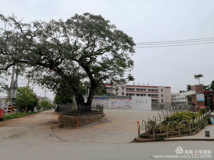 百年苦楝,百年苦槠树