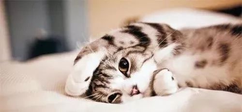 猫咪打滚=发情？又涨知识了