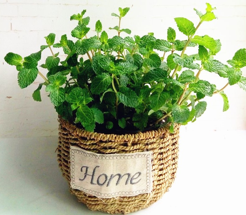 驱蚊最好的6种植物,这10种观赏植物驱蚊效果好