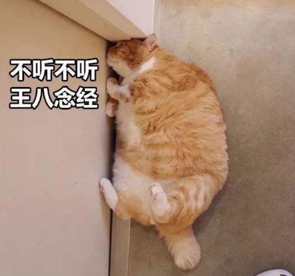 猫咪独自在家时需要注意些什么,下班回来发现小猫咪不开心