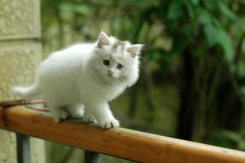 猫咪尿闭和拉稀怎么区分,拽猫尾巴拉稀