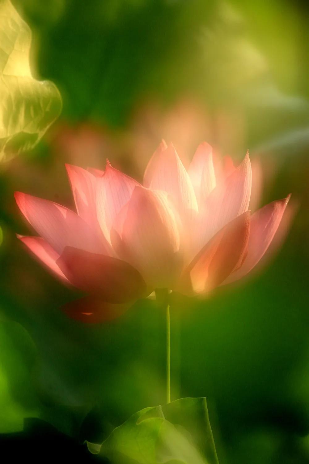 津门网金熙男：梦幻荷韵