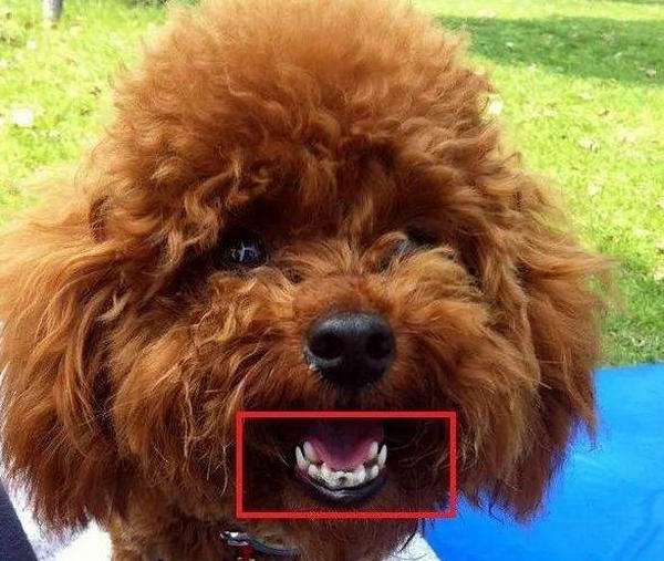 狗狗双排牙危害,狗狗的双排牙有必要拔掉吗