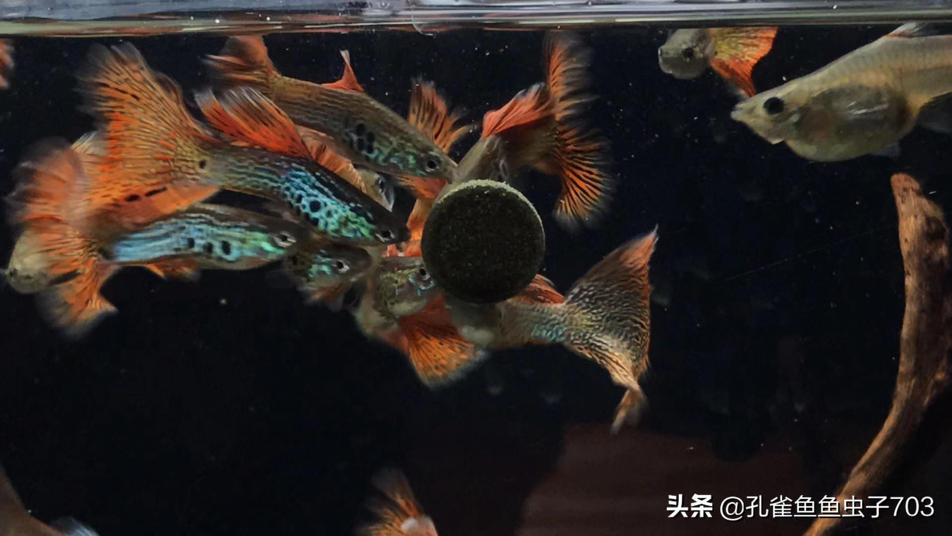 了解孔雀与傣族,了解孔雀视频