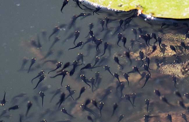 养殖青蛙的家常做法,新手养殖青蛙怎样入行