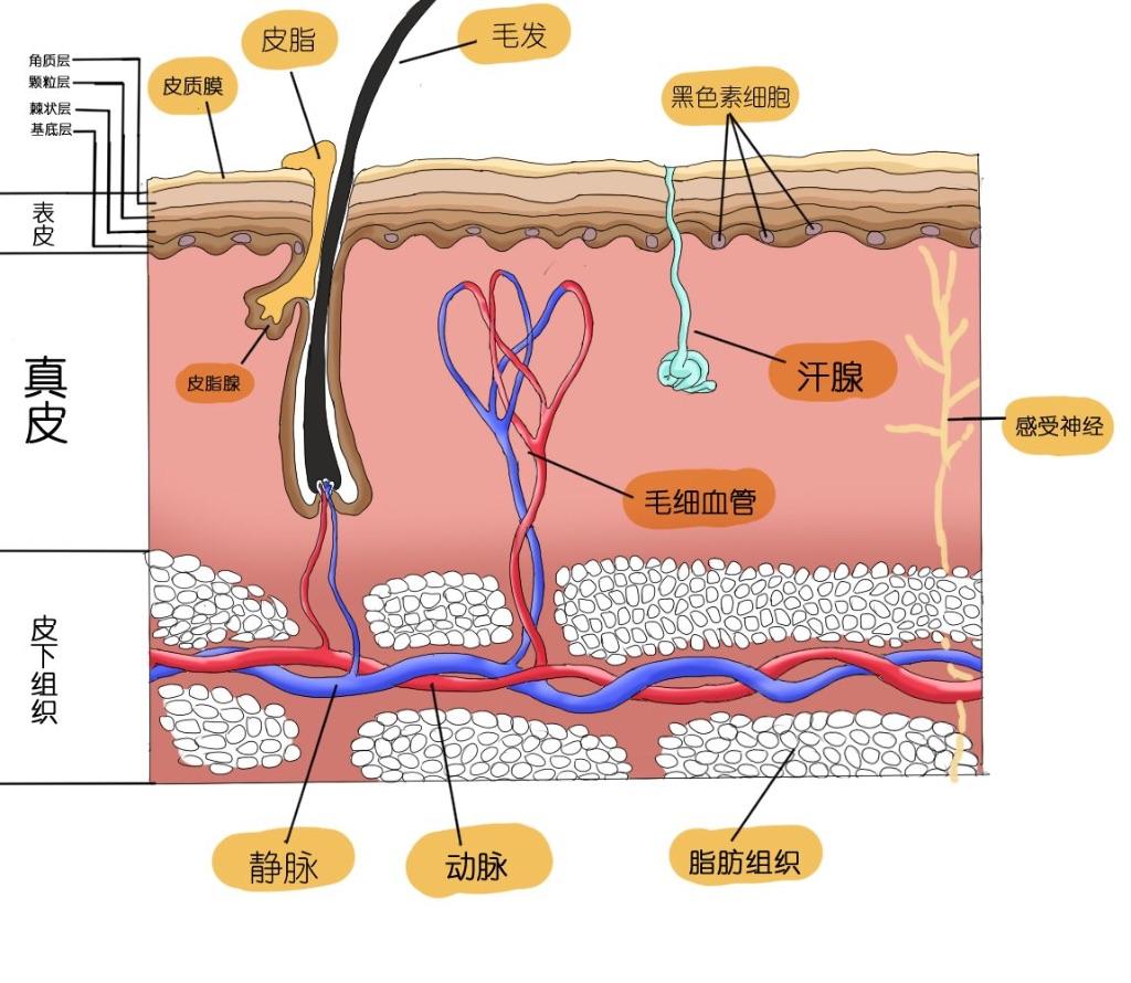 毛孔粗大如何改善真实有效,毛孔粗大收缩毛孔最科学的方法