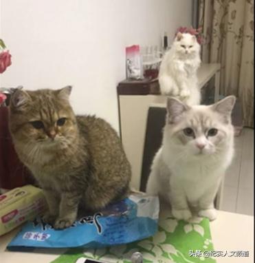 “大夫，我把房卖了，你能治好我的猫吗？”