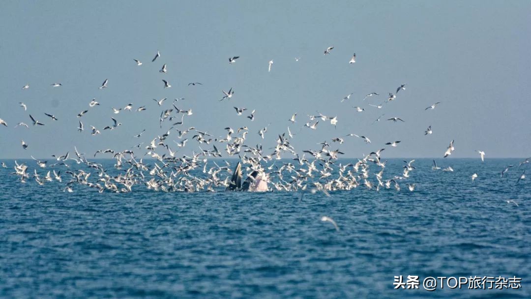北海游玩观鲸,广西观鲸