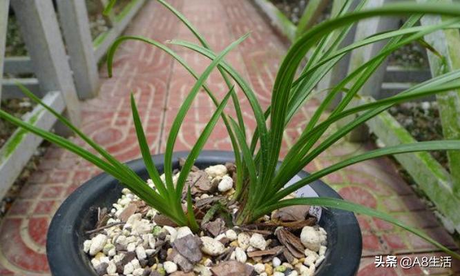 蕙兰兰花品种排名,蕙兰花精品品种