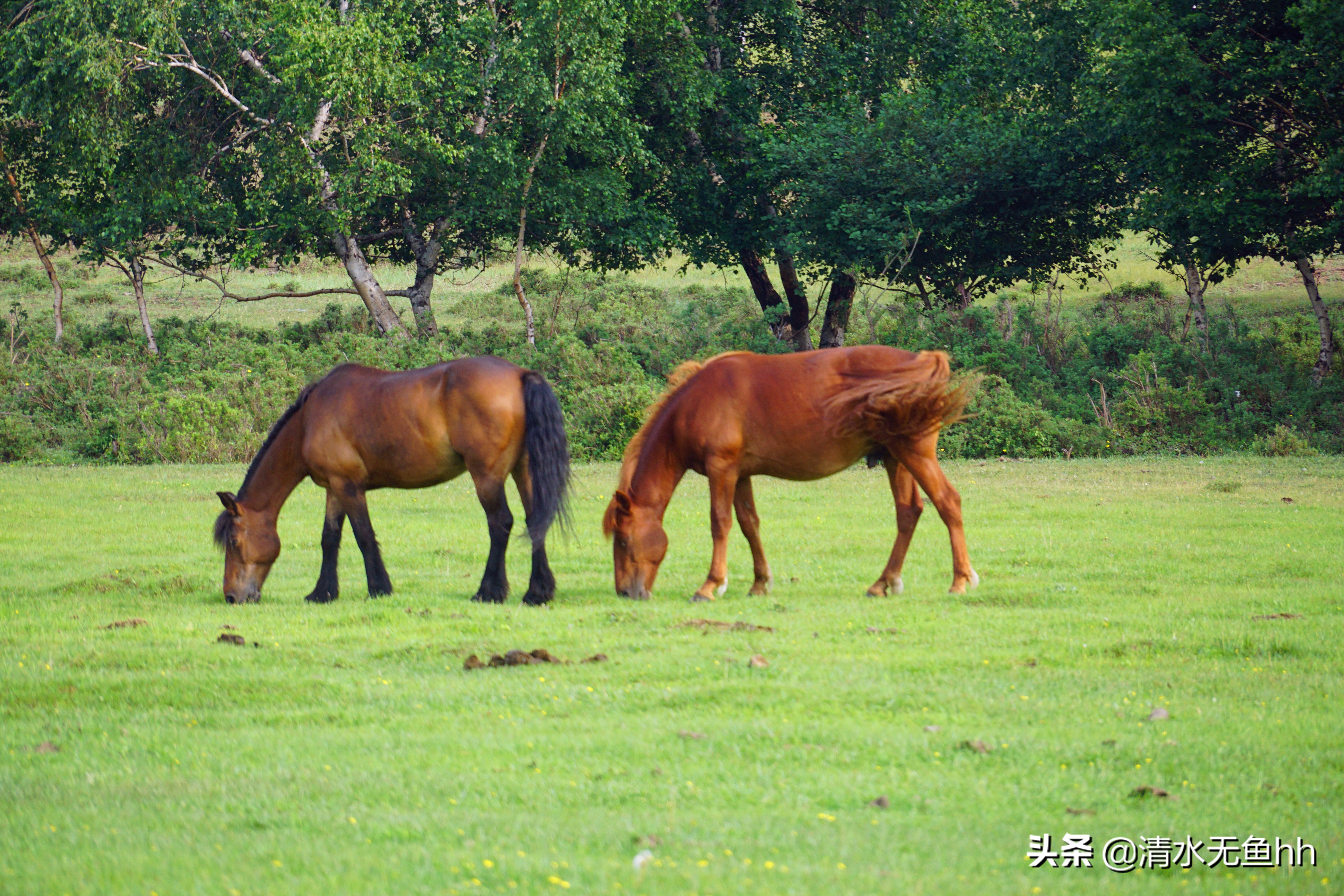京北第一天路草原最全攻略,京北第一天路自驾攻略