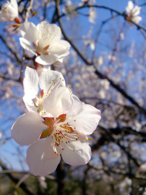 又是清明雨上折菊寄故人,清明雨上折菊寄相思