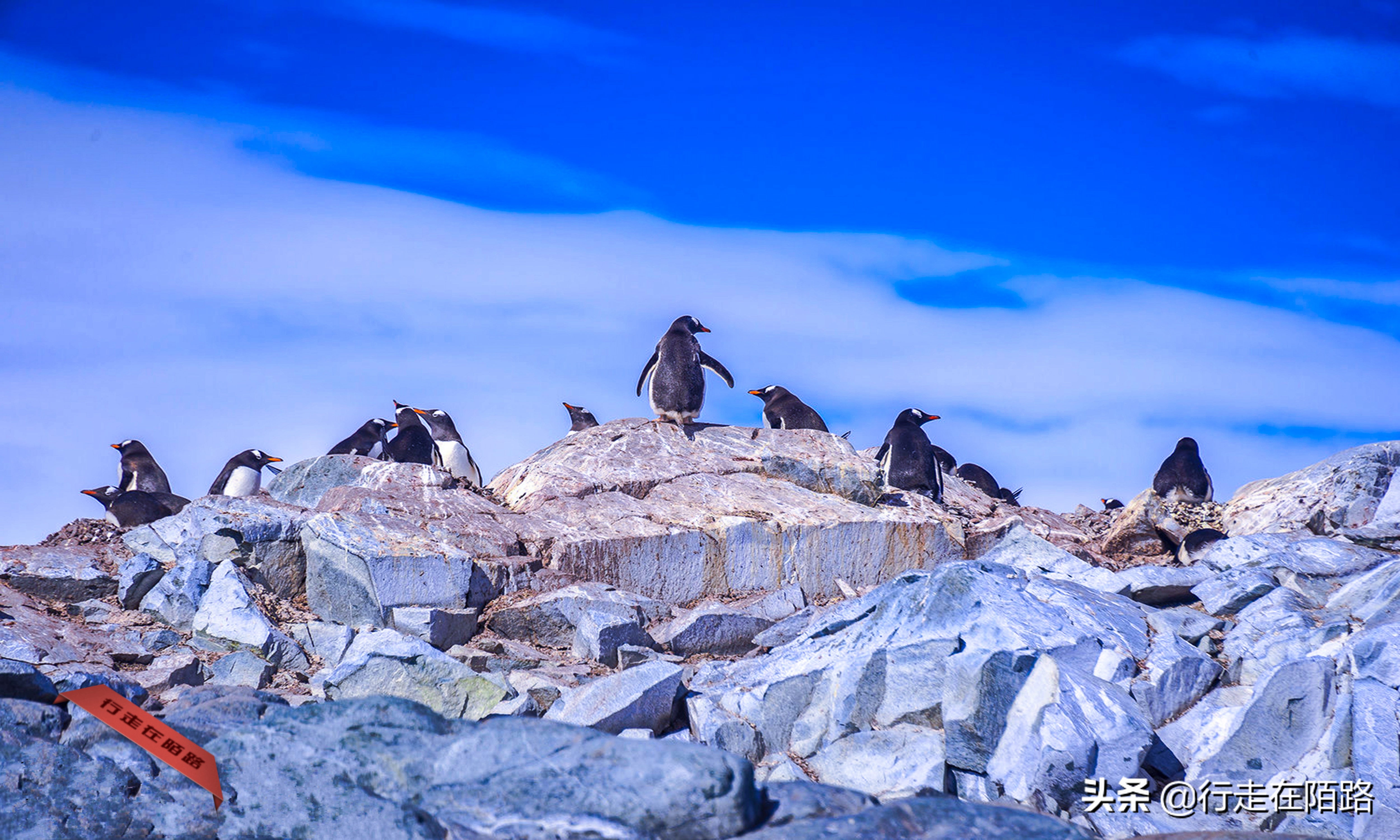 铲屎官招聘,邮局招聘吗