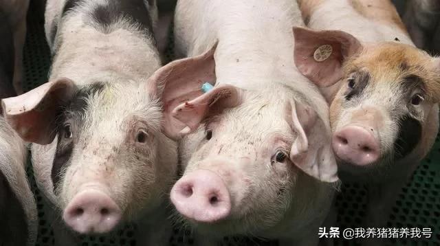 怎么计算正常存栏猪群结构,猪群存栏怎么计算