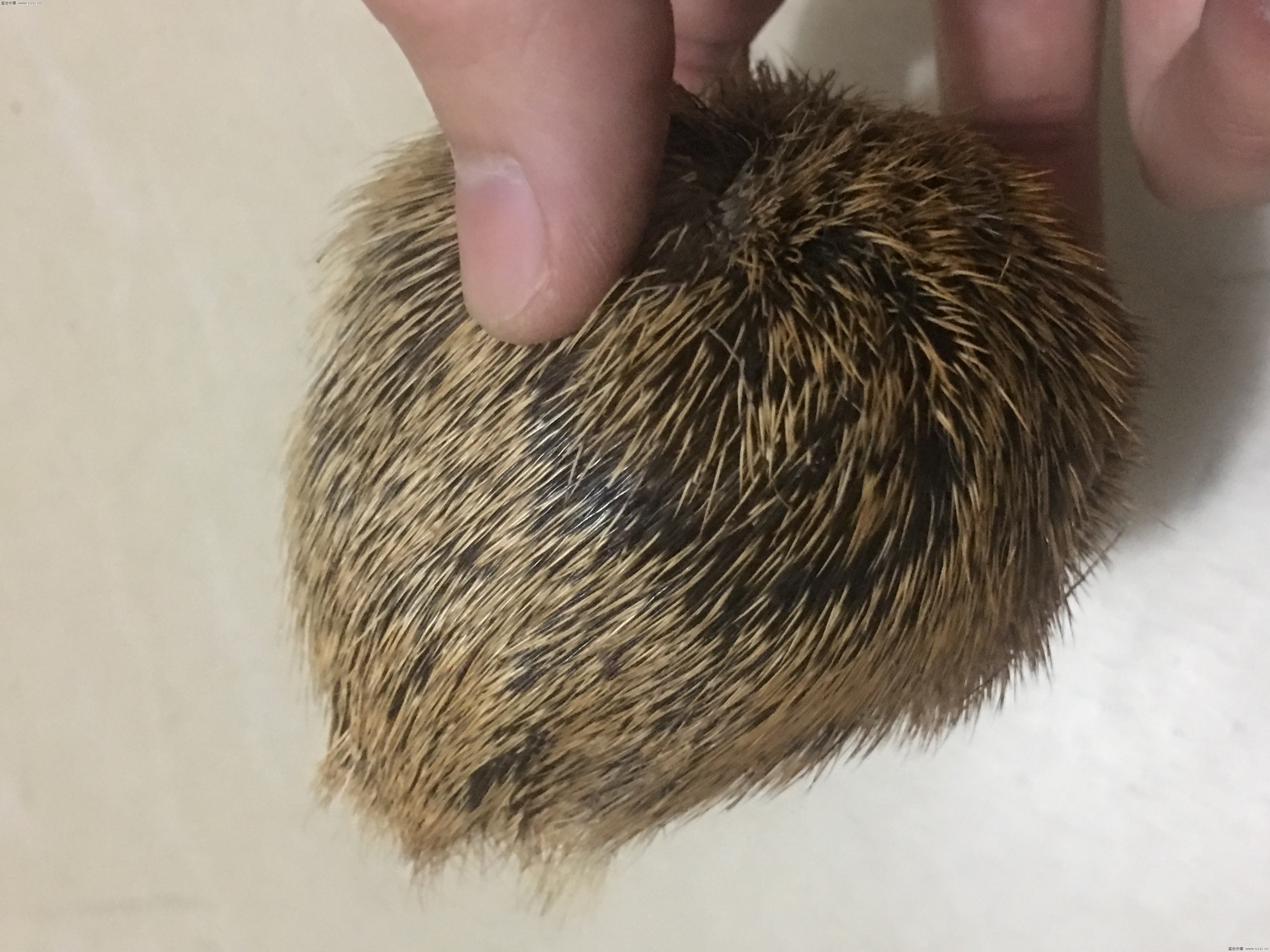 揭秘钓鱼饵料骗局视频,钓鱼麝香酒是骗局吗