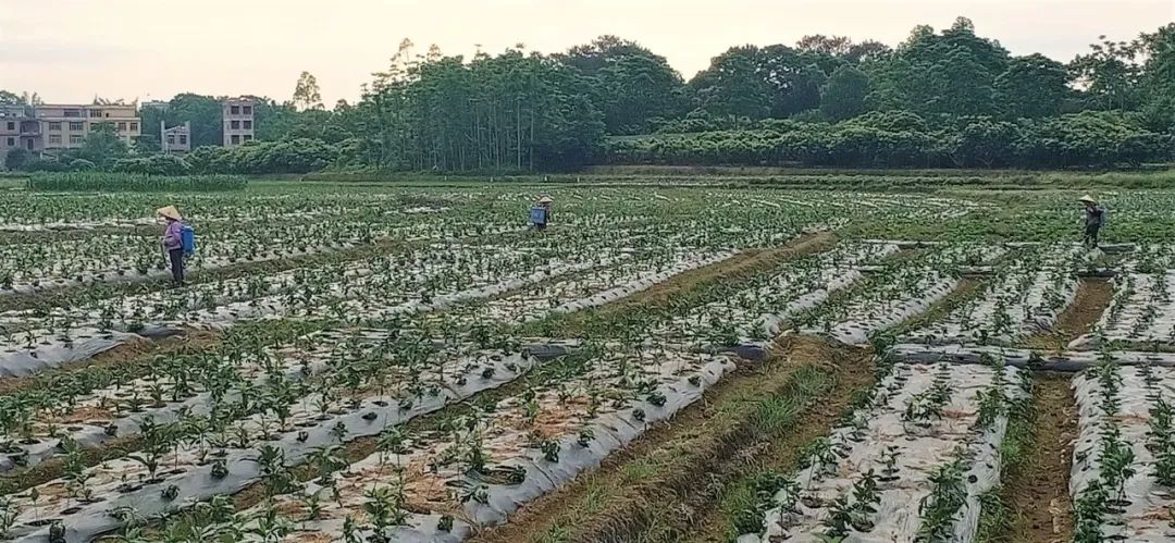 大安古镇闹市,大安古镇的地址