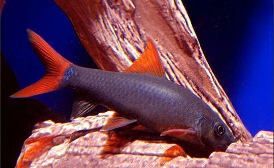 鱼市场买观赏鱼回家怎么处理,水族市场上的鱼